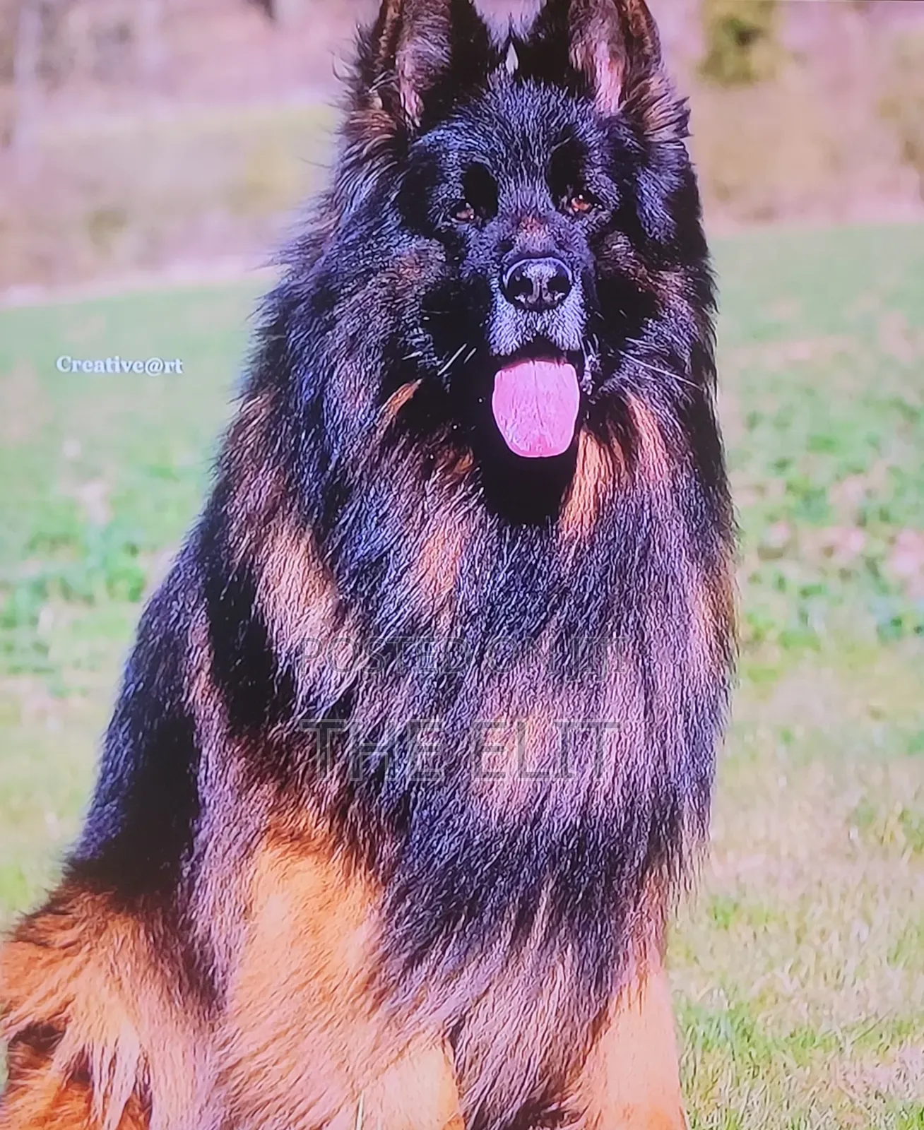 1-3 months Male Purebred German Shepherd
