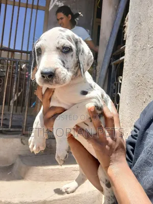 1-3 months Male Purebred Great Dane