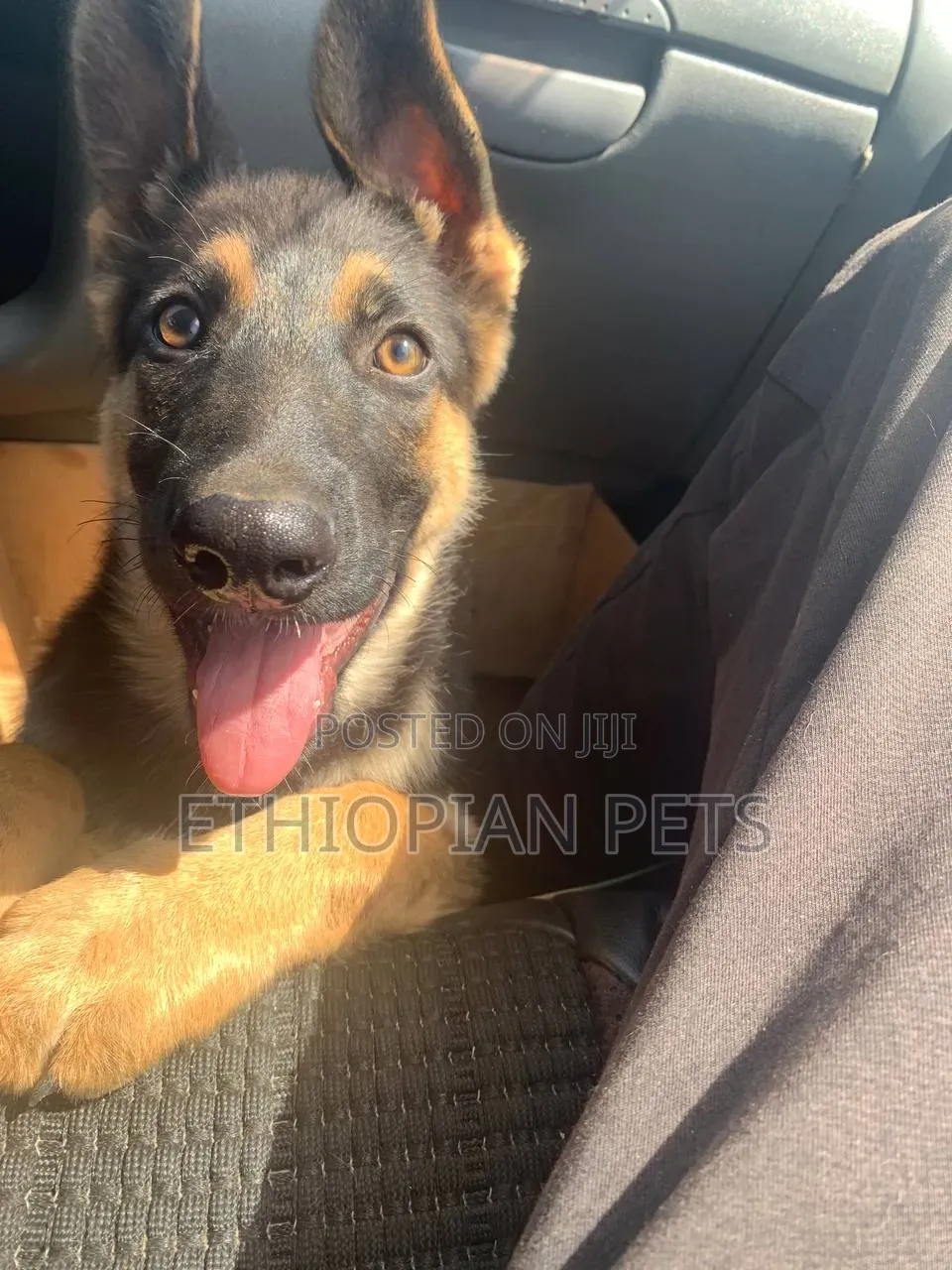 1-3 months Male Purebred German Shepherd
