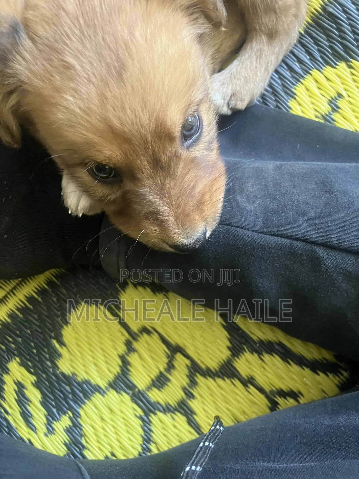 1-3 months Female Mixed Breed Australian Cattle