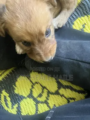 1-3 months Female Mixed Breed Australian Cattle