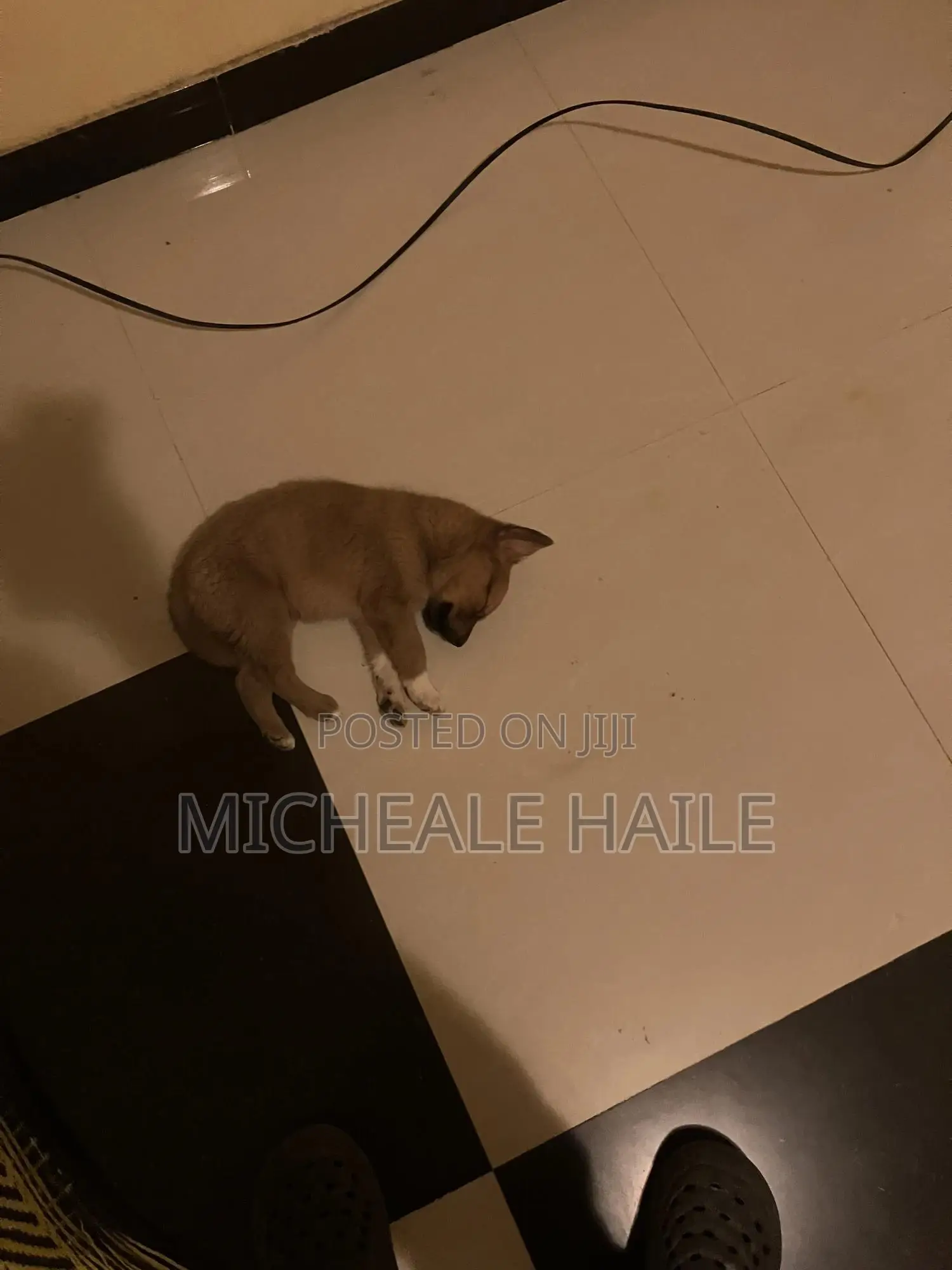 1-3 months Female Mixed Breed Australian Cattle
