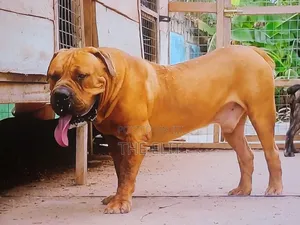 1-3 months Male Purebred Boerboel