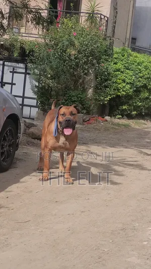 1-3 months Male Purebred Boerboel