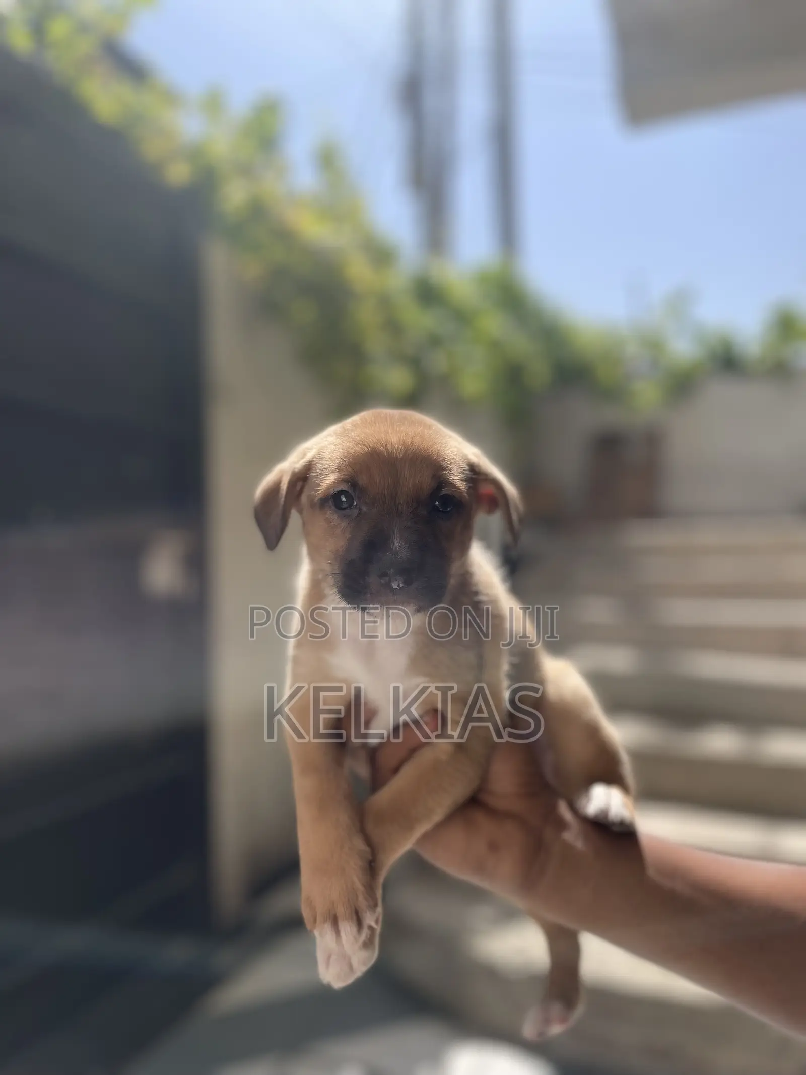 1-3 months Female Mixed Breed German Shepherd