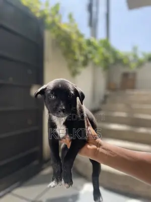 1-3 months Female Mixed Breed German Shepherd