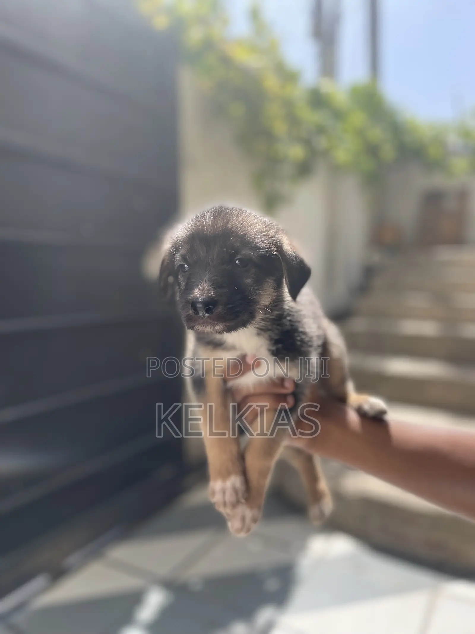 1-3 months Female Mixed Breed German Shepherd