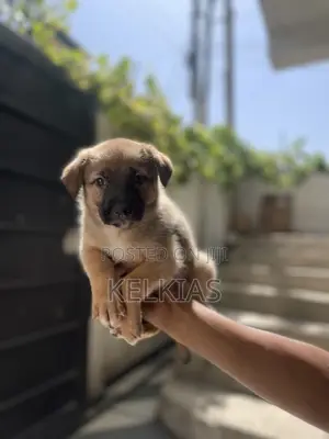 1-3 months Female Mixed Breed German Shepherd