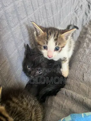 0-1 month Male Purebred Abyssinian