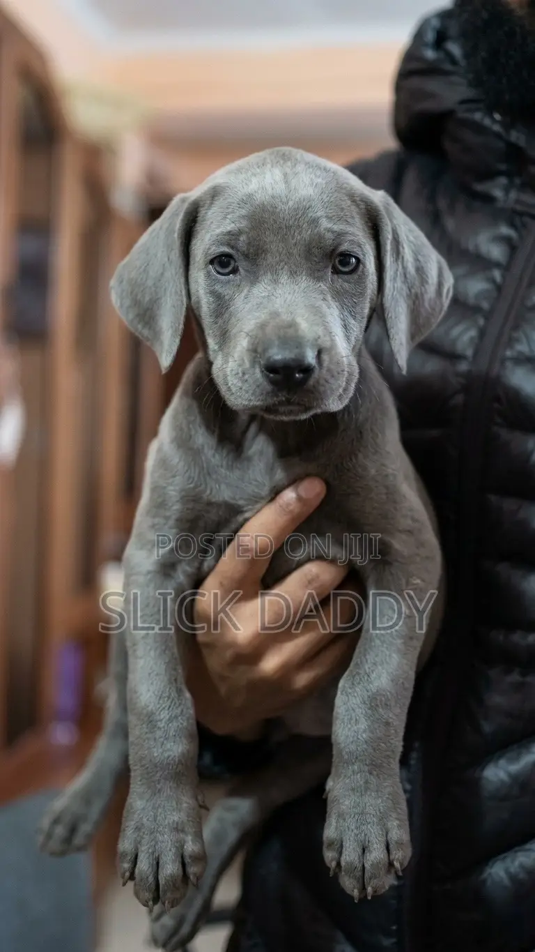 1-3 months Male Mixed Breed Boerboel