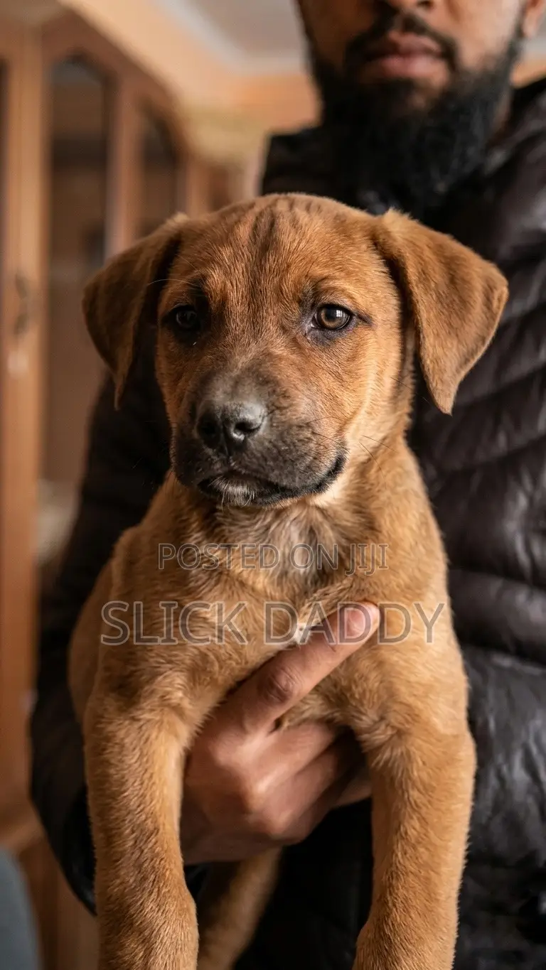 1-3 months Male Mixed Breed Boerboel