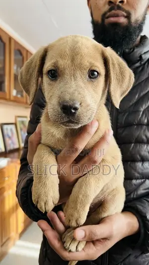 1-3 months Male Mixed Breed Boerboel