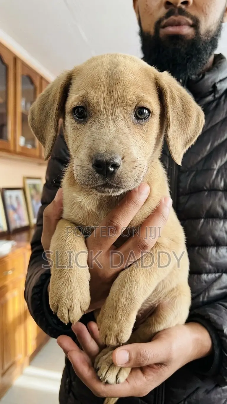 1-3 months Male Mixed Breed Boerboel