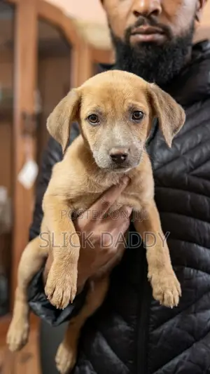 1-3 months Male Mixed Breed Boerboel
