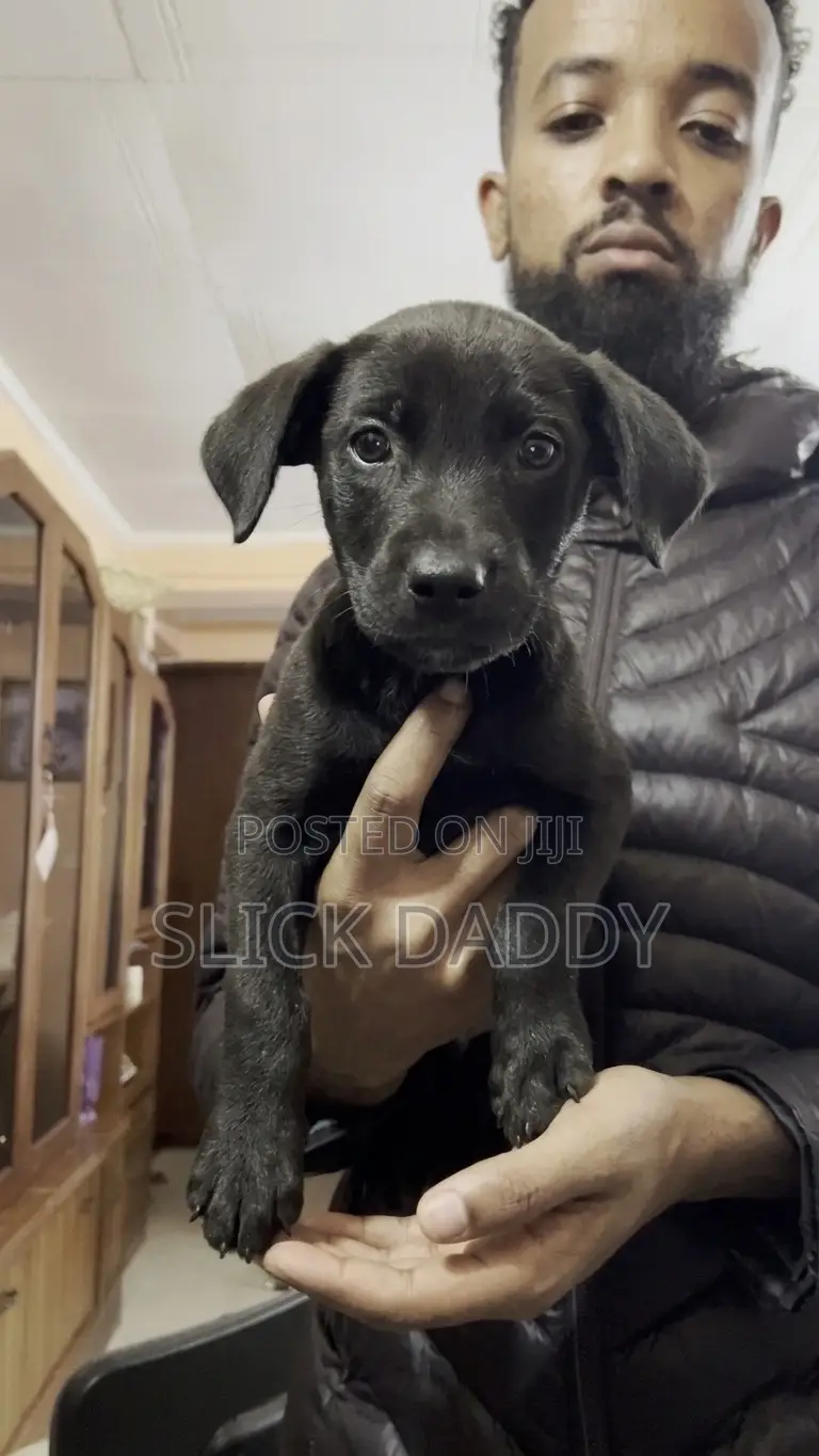 1-3 months Male Mixed Breed Boerboel