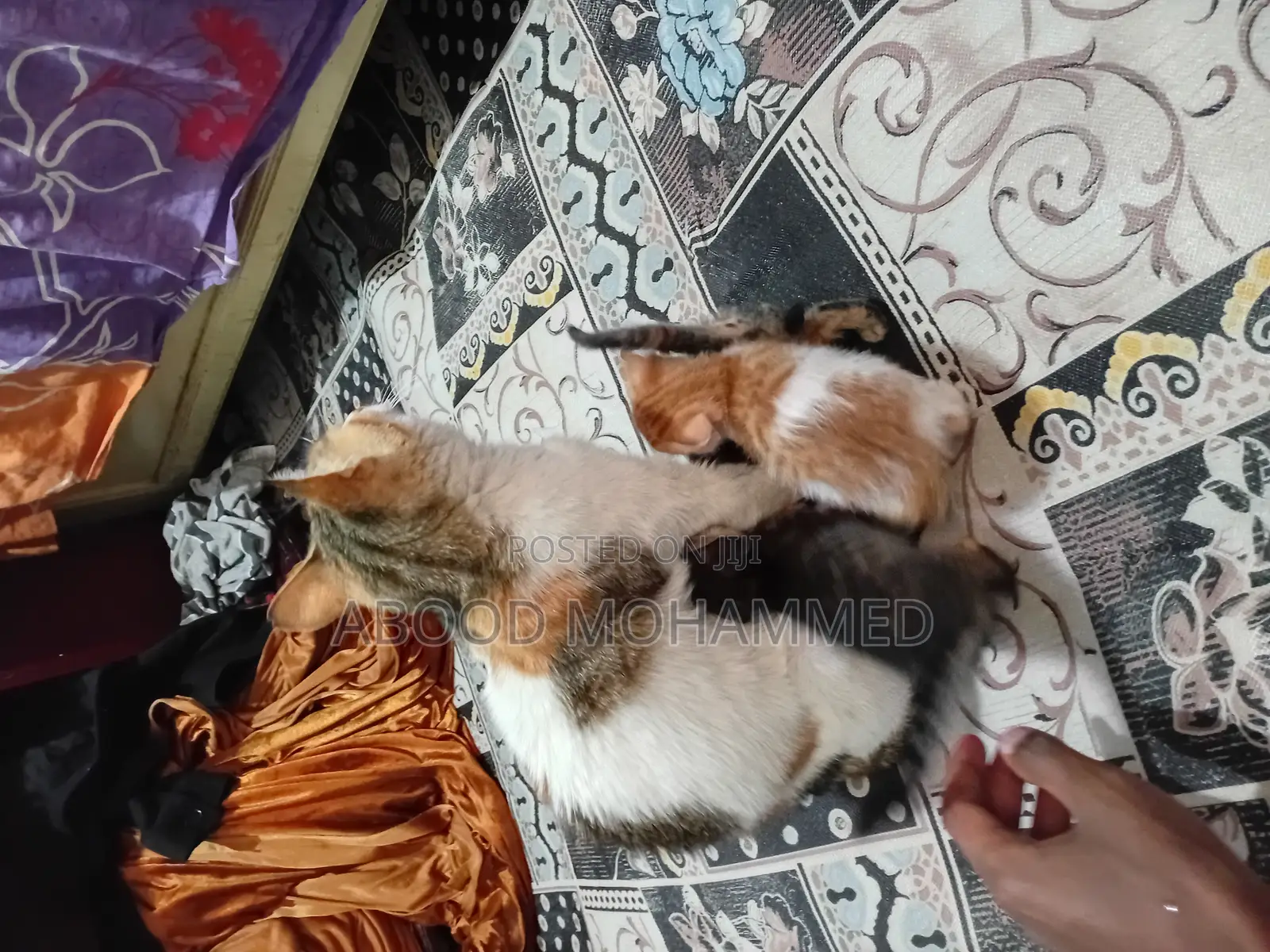 1-3 months Female Mixed Breed American Shorthair