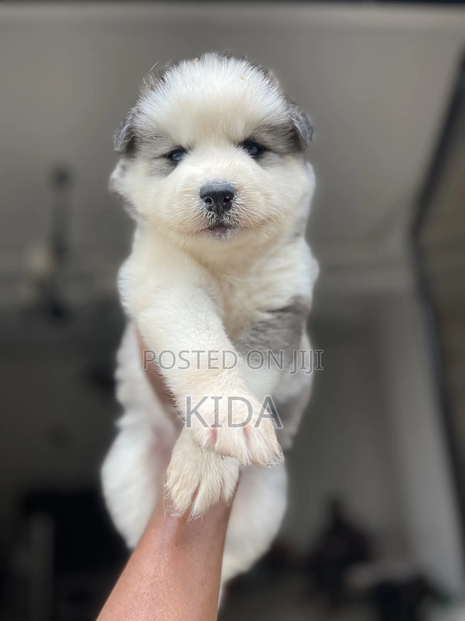 1-3 months Male Purebred Siberian Husky