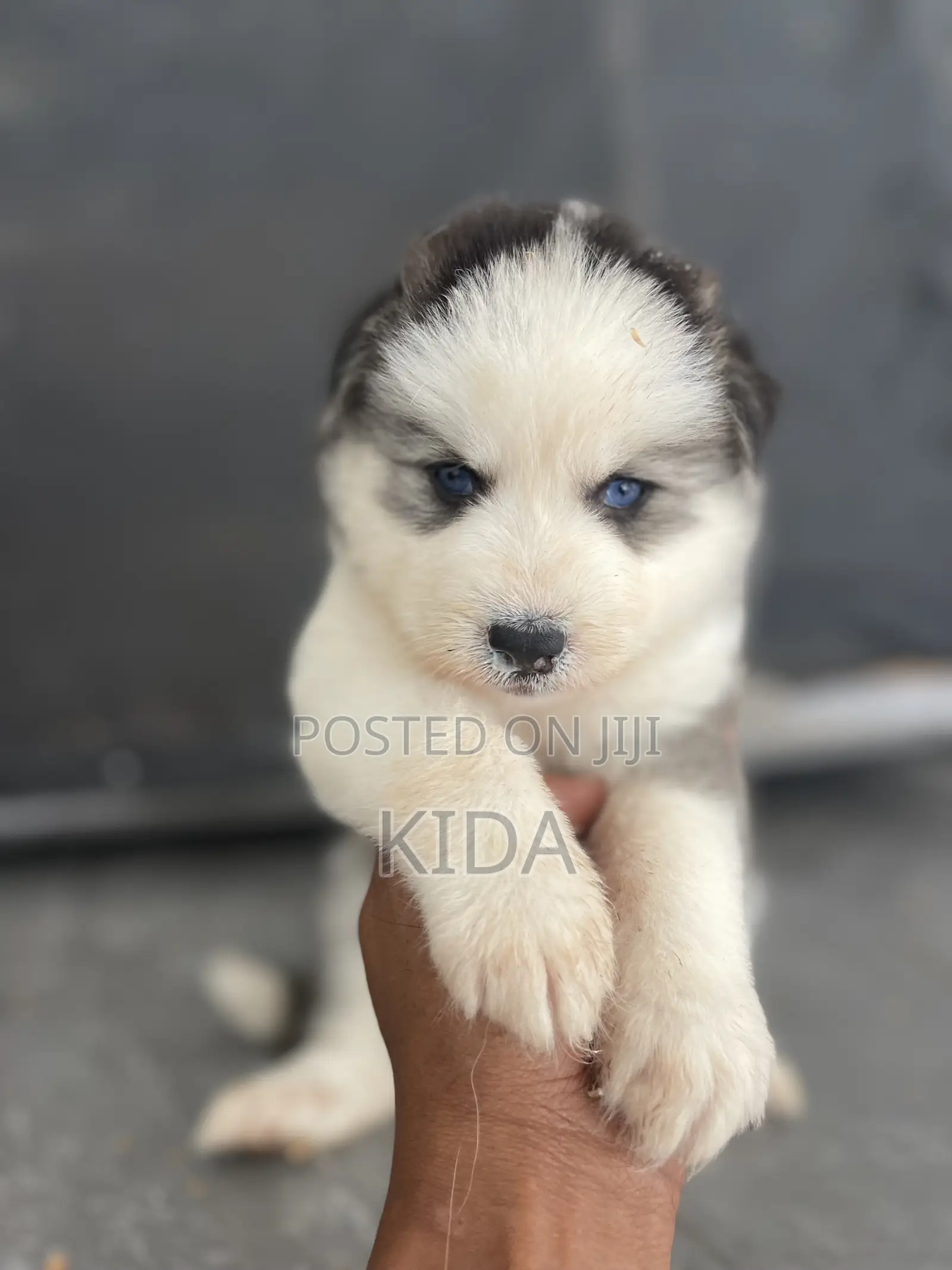 1-3 months Male Purebred Siberian Husky