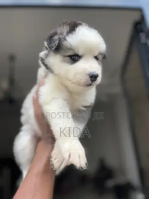 1-3 months Male Purebred Siberian Husky