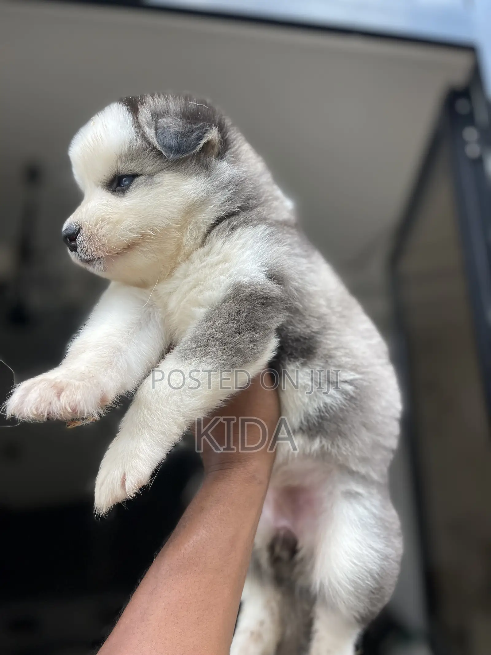 1-3 months Male Purebred Siberian Husky