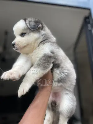 1-3 months Male Purebred Siberian Husky