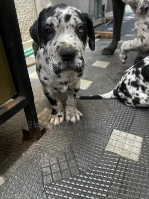 1-3 months Male Purebred Great Dane