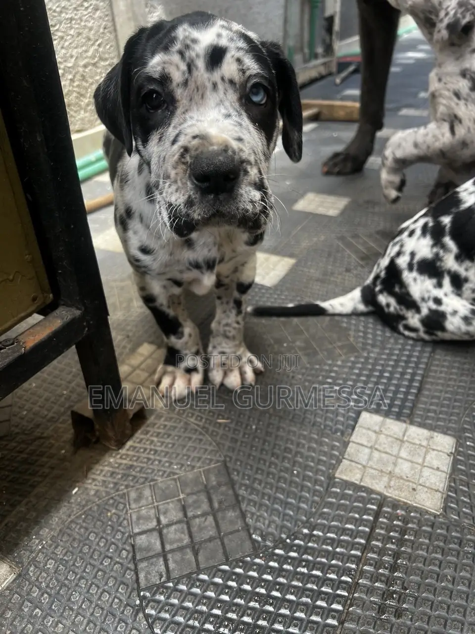 1-3 months Male Purebred Great Dane