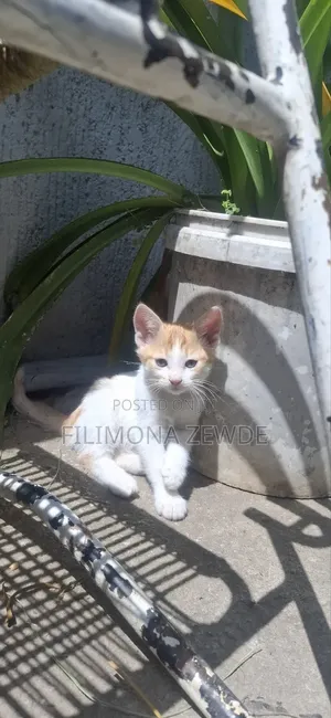 1-3 months Male Mixed Breed American Curl