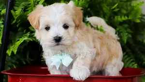 1-3 months Female Purebred Maltese