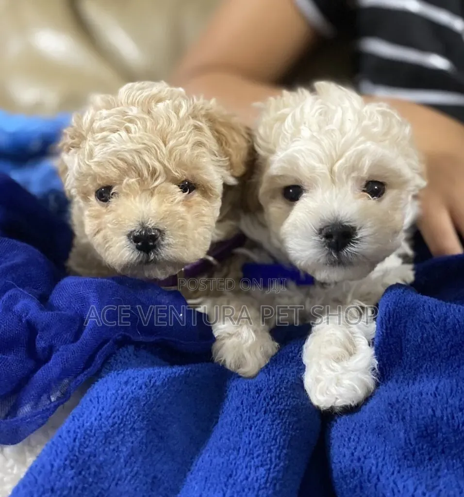 1-3 months Male Purebred Poodle