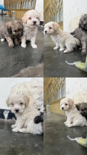 1-3 months Male Purebred Maltipoo