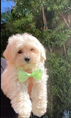 1-3 months Male Purebred Maltipoo