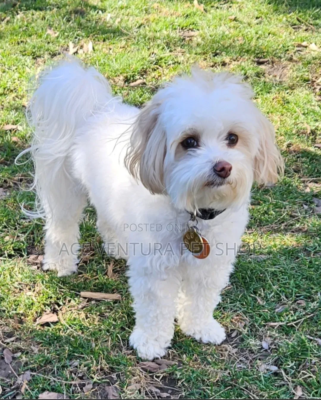 1-3 months Male Purebred Maltese