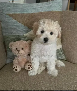 1-3 months Male Purebred Maltese