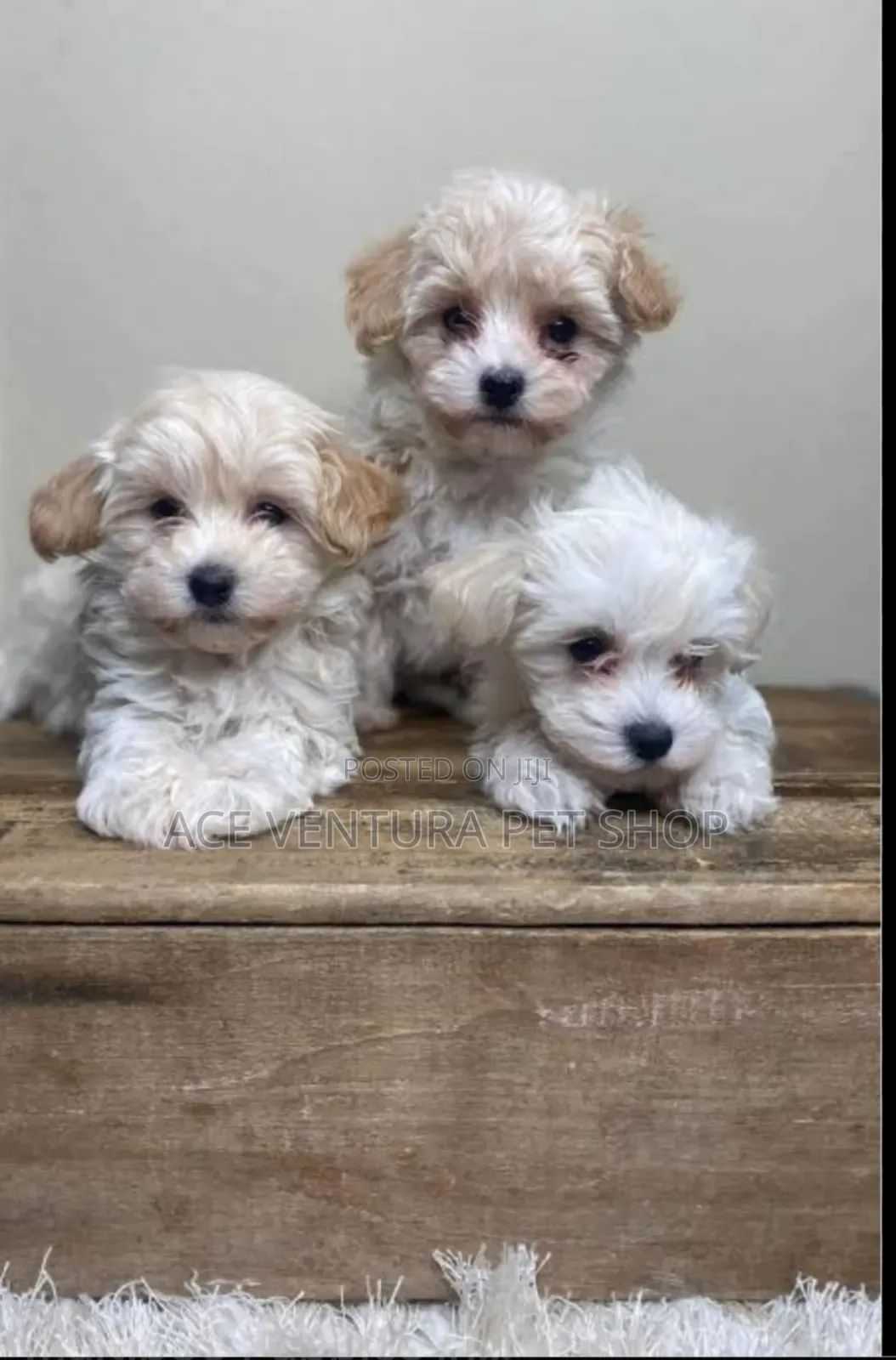 1-3 months Male Purebred Maltese