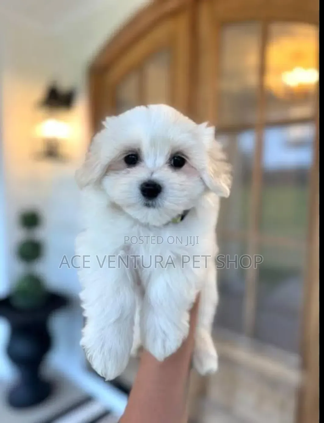 1-3 months Male Purebred Maltese