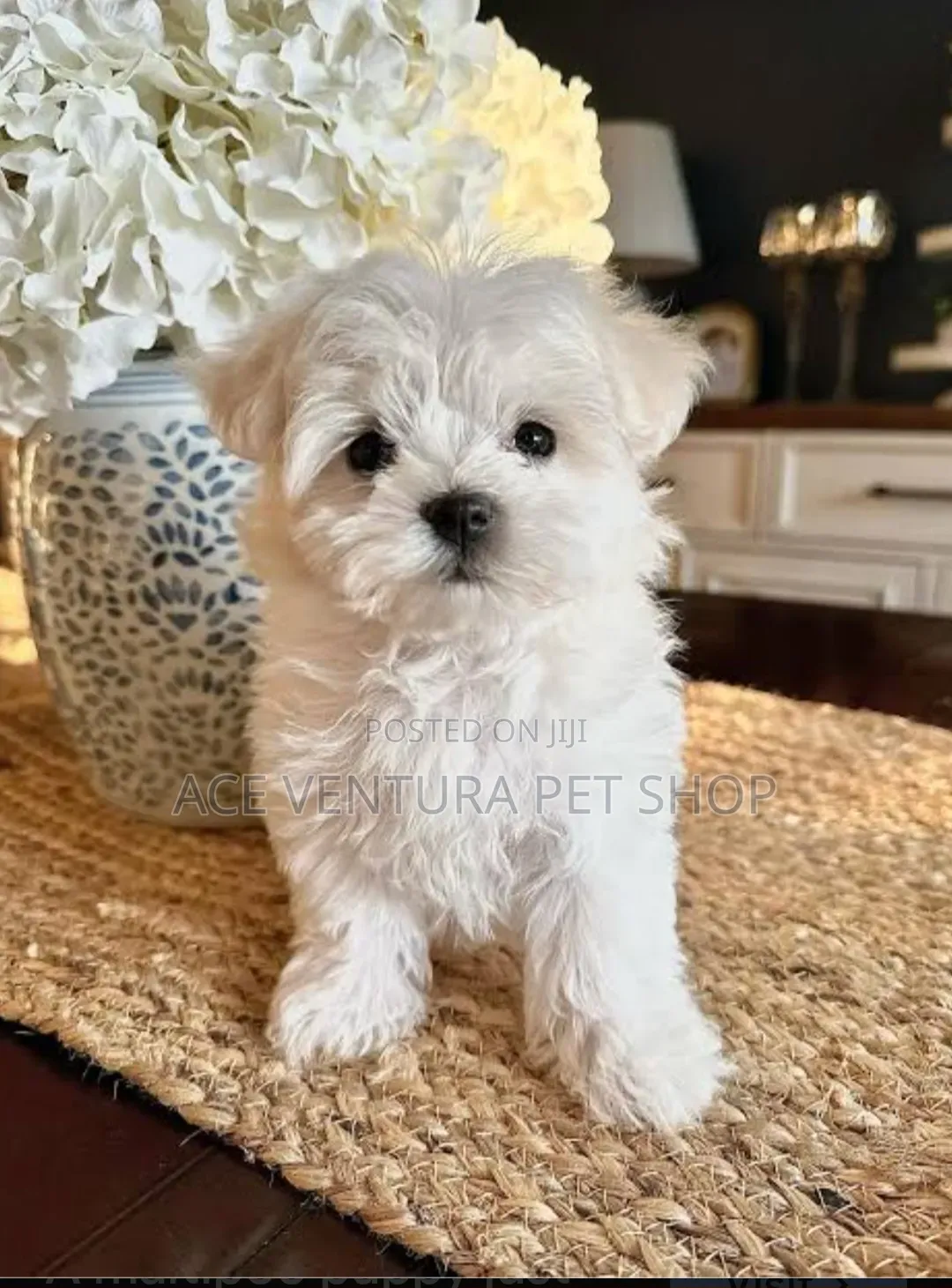 1-3 months Female Purebred Maltese