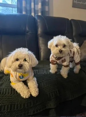 1-3 months Male Purebred Maltese