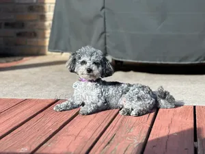 1-3 months Male Purebred Maltipoo