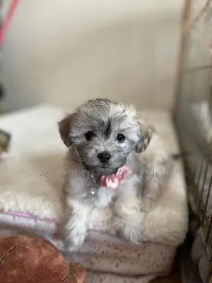 1-3 months Male Purebred Poodle