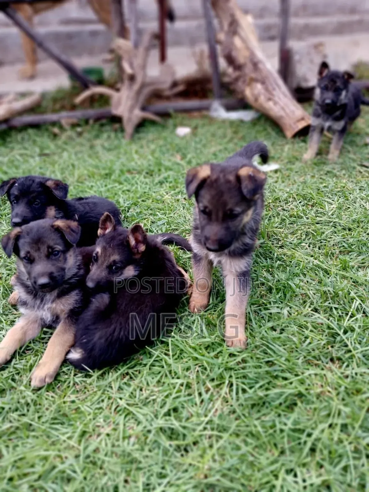 1-3 months Male Purebred German Shepherd