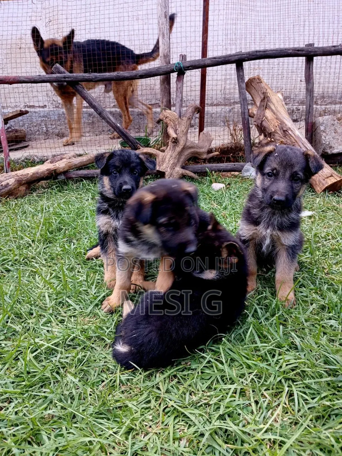 1-3 months Male Purebred German Shepherd