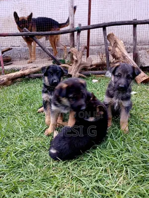 1-3 months Male Purebred German Shepherd
