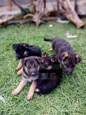 1-3 months Male Purebred German Shepherd