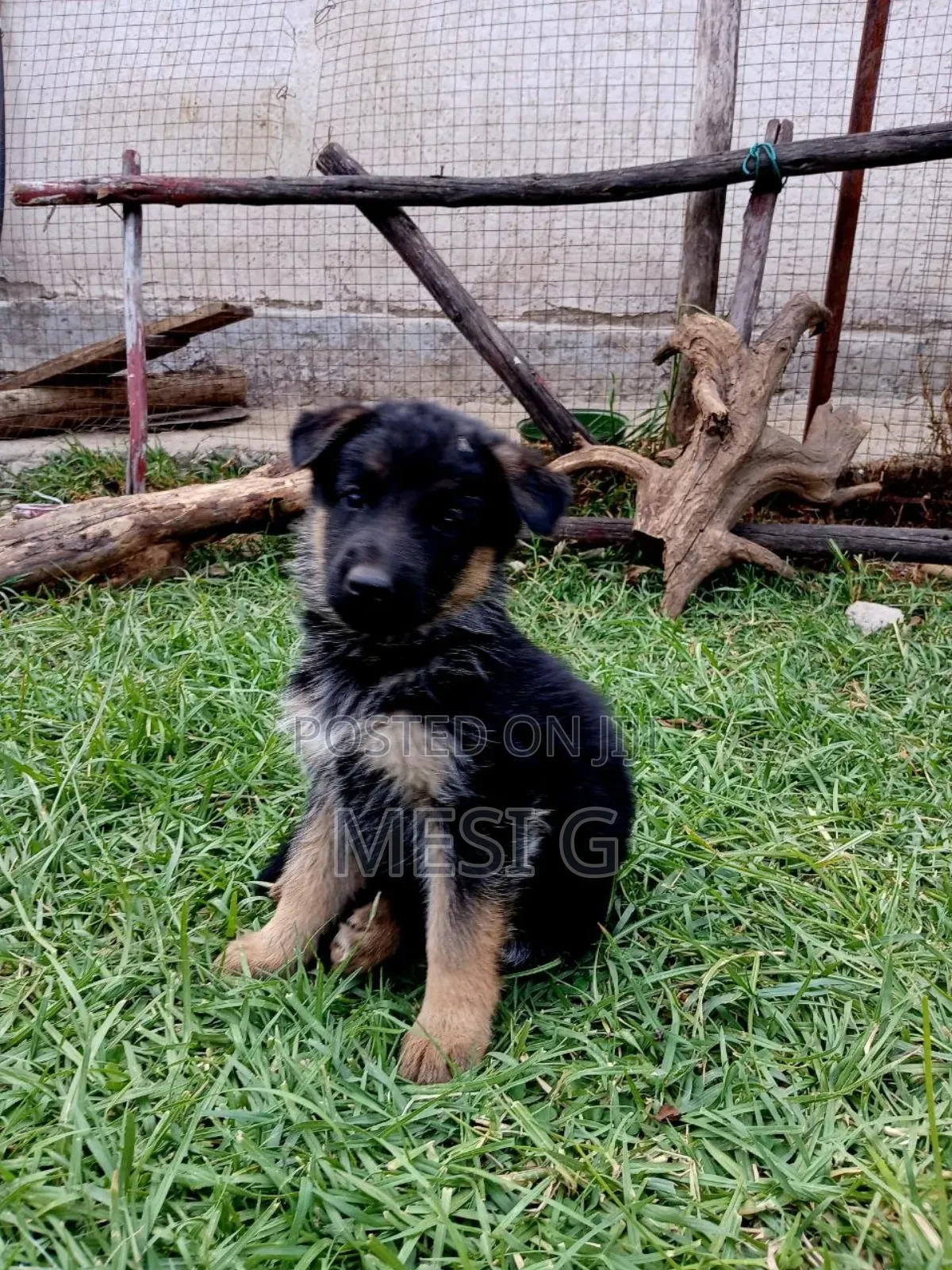 1-3 months Male Purebred German Shepherd