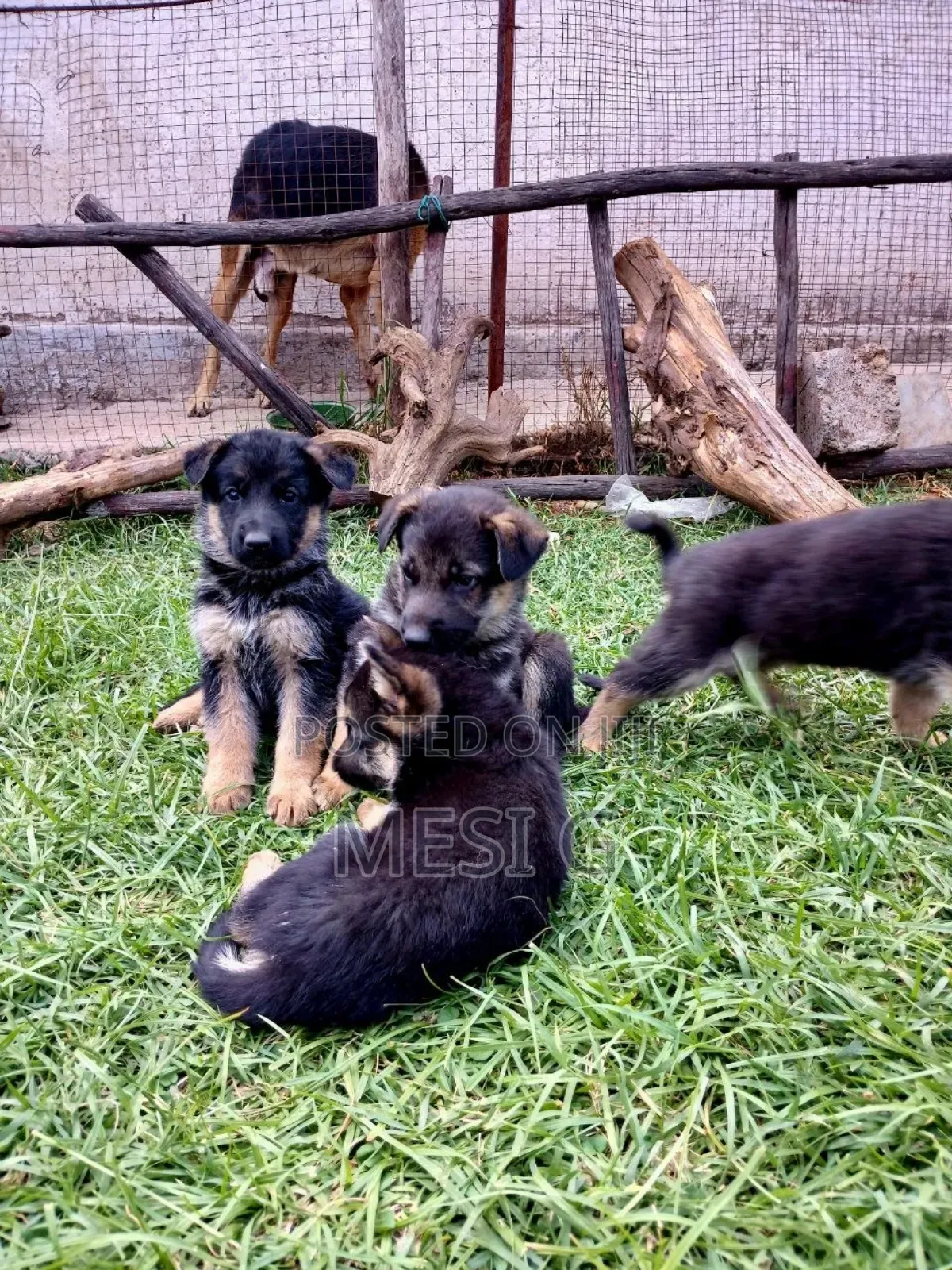 1-3 months Male Purebred German Shepherd