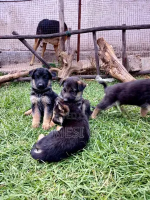 1-3 months Male Purebred German Shepherd