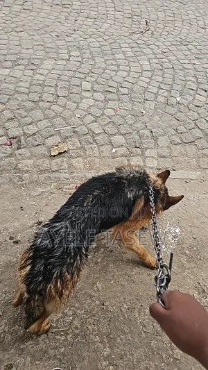6-12 months Male Purebred German Shepherd