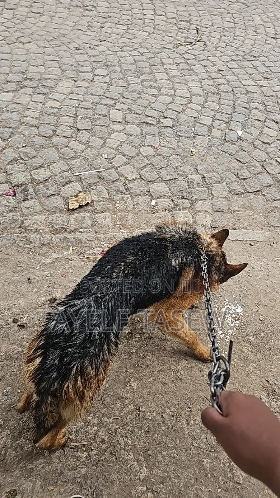 6-12 months Male Purebred German Shepherd