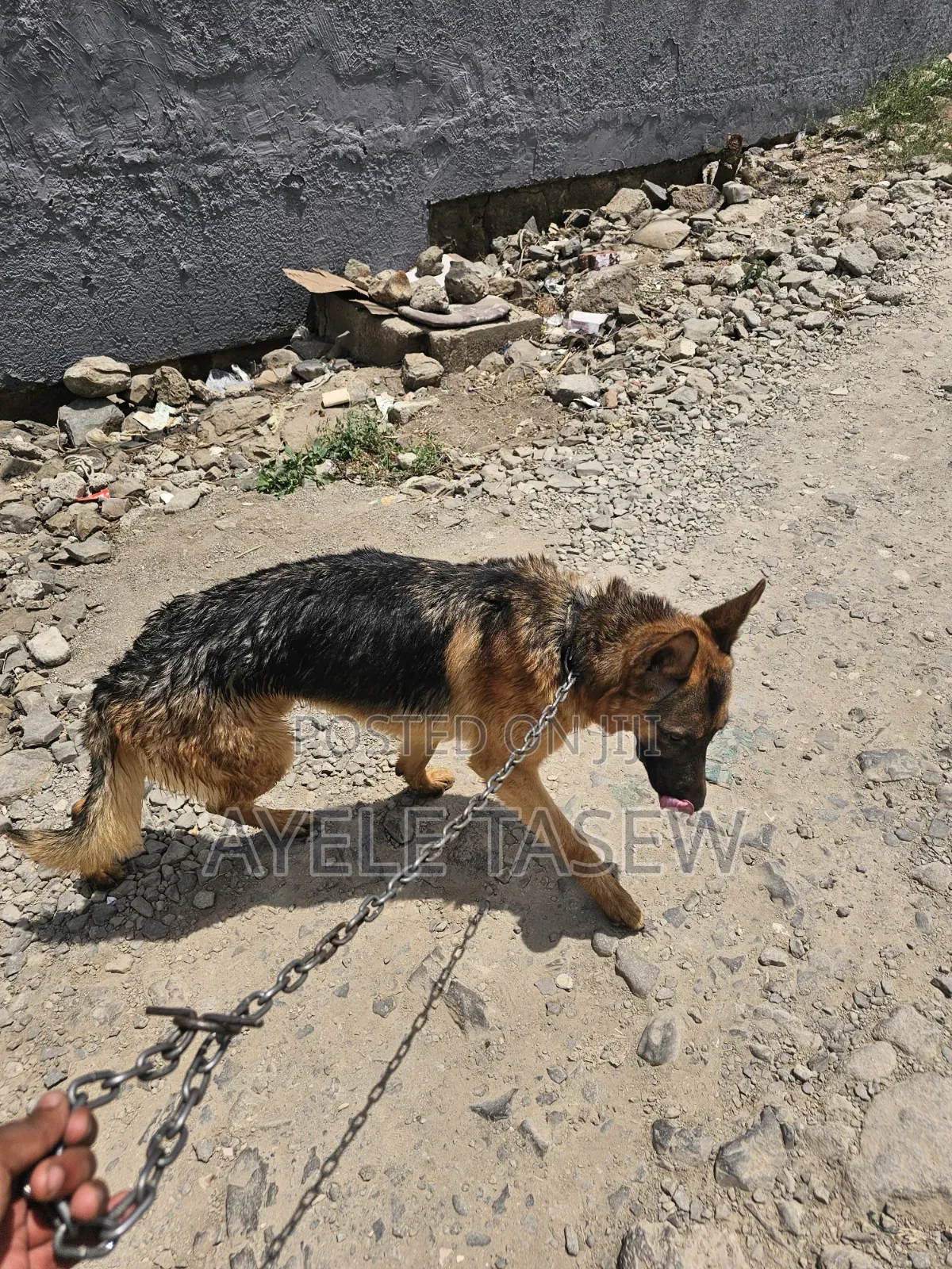 6-12 months Male Purebred German Shepherd